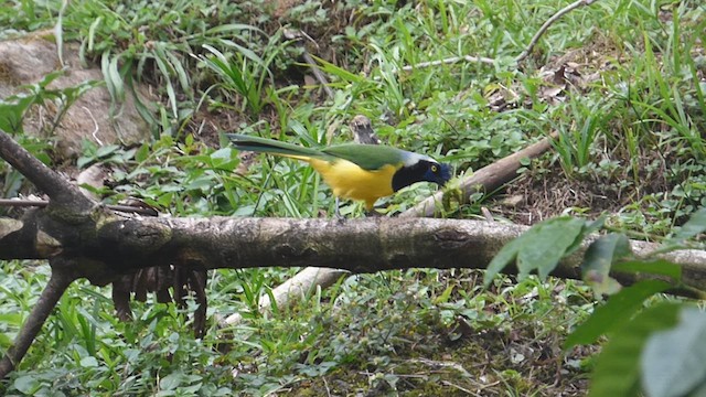 Green Jay - ML626302879