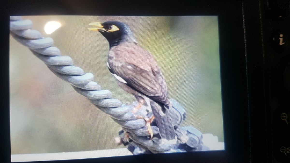 Maina comune - ML626303180