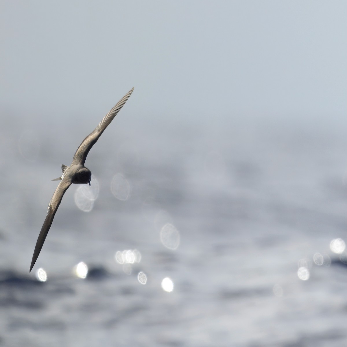 Leach's Storm-Petrel - ML626303950