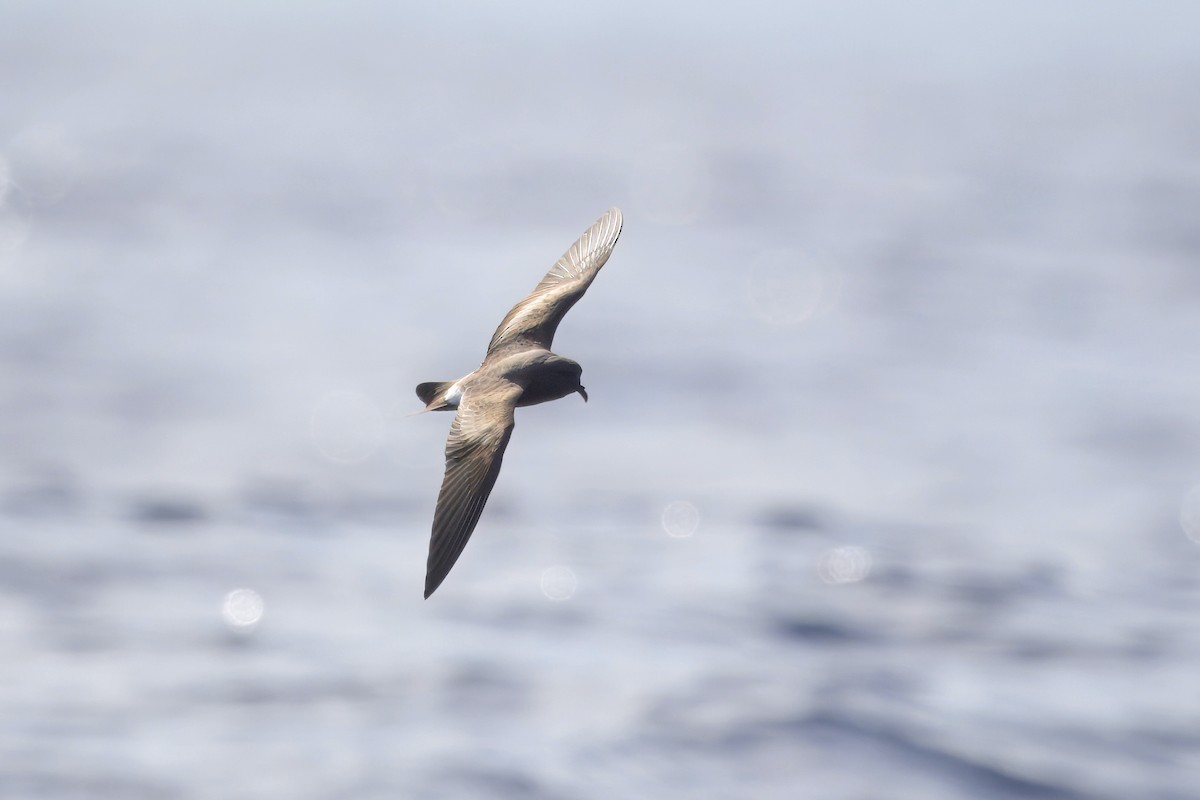 Leach's Storm-Petrel - ML626303951