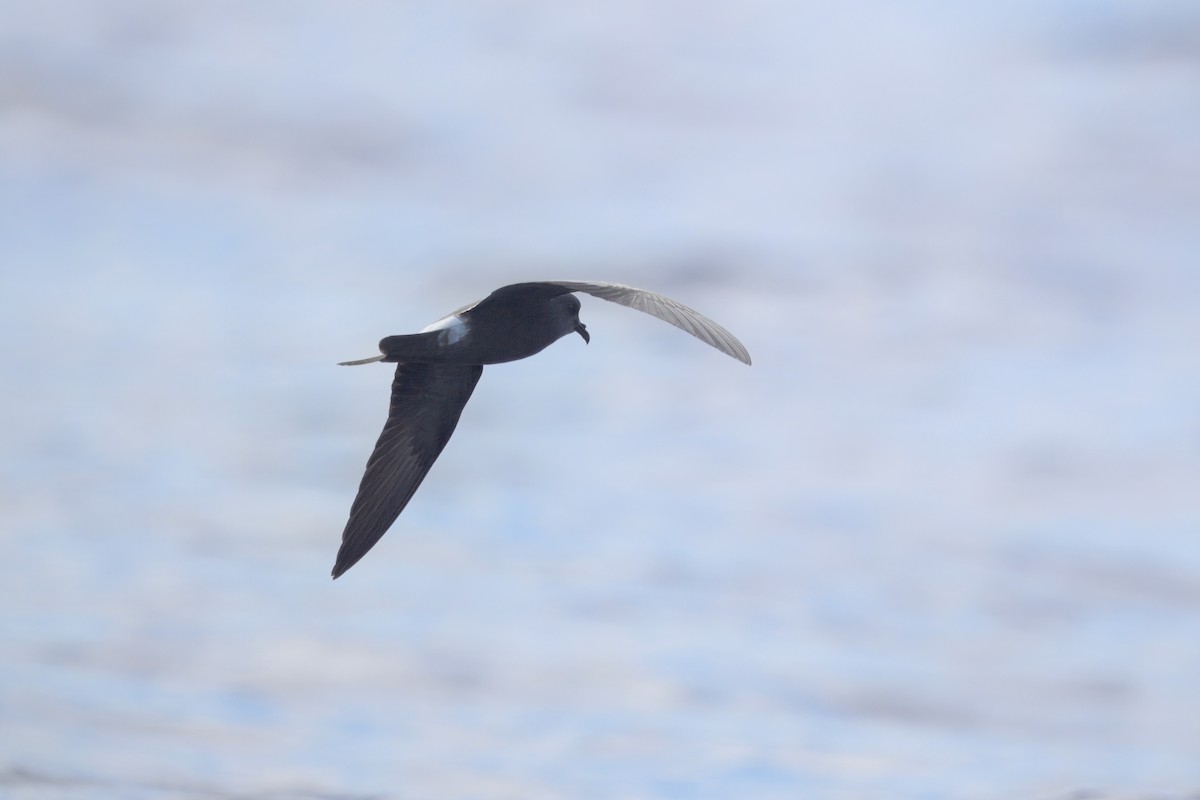 Leach's Storm-Petrel - ML626303952