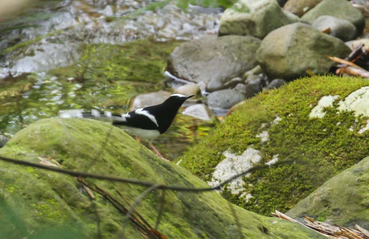 White-crowned Forktail (Javan) - ML626303987