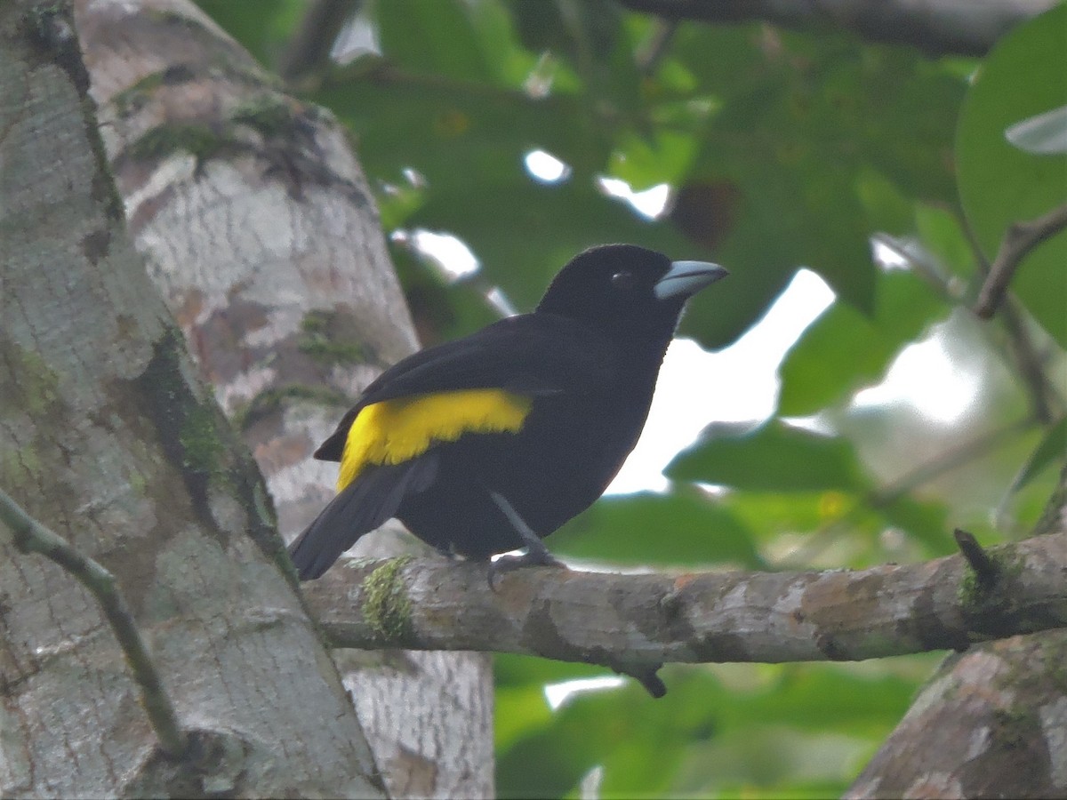 Flame-rumped Tanager - ML62630401