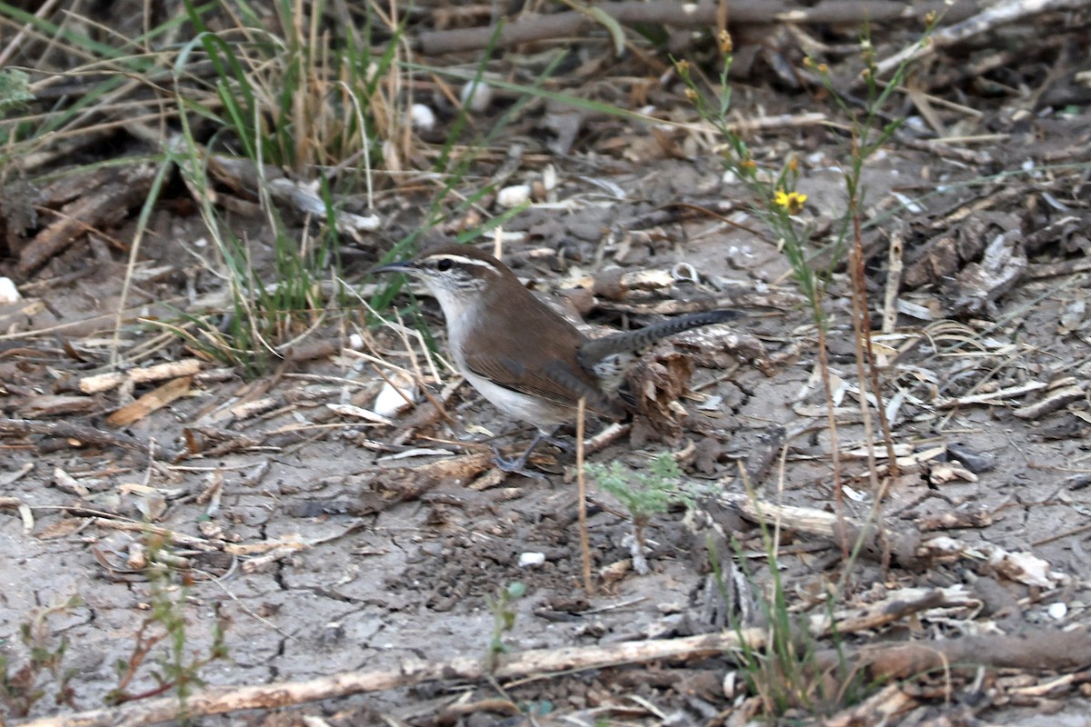 Bewick's Wren - ML626304258