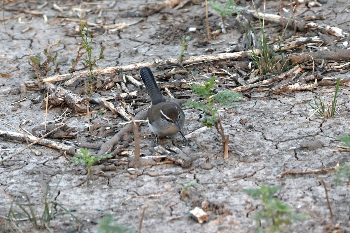 Bewick's Wren - ML626304259