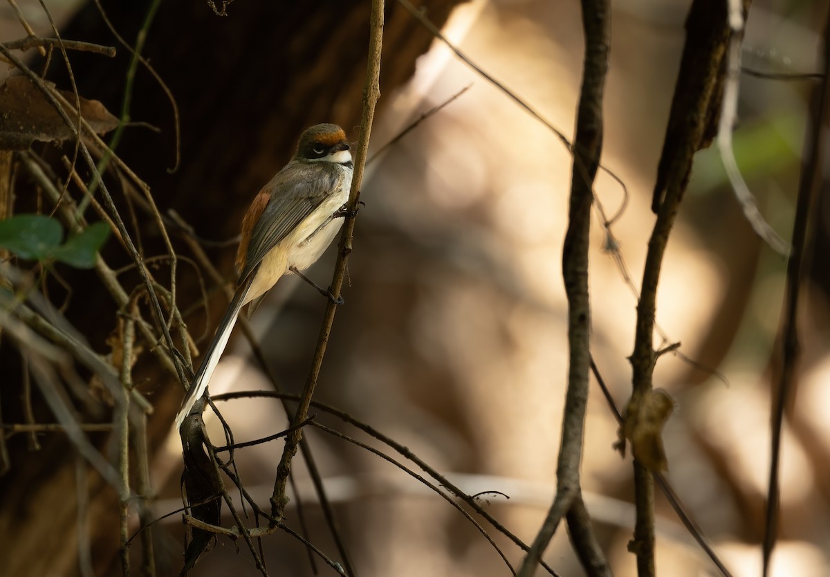 Arafura Fantail - ML626304275