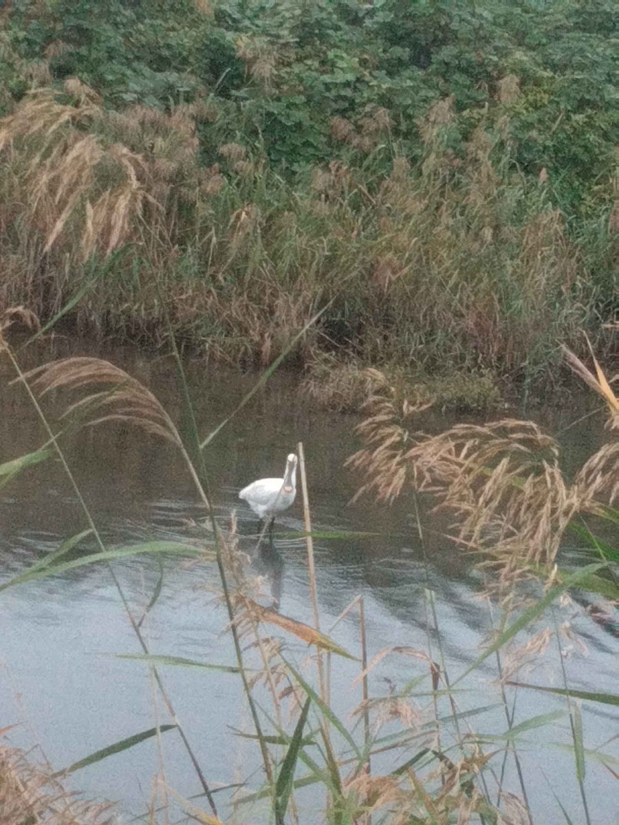 kolpík bílý - ML626304650