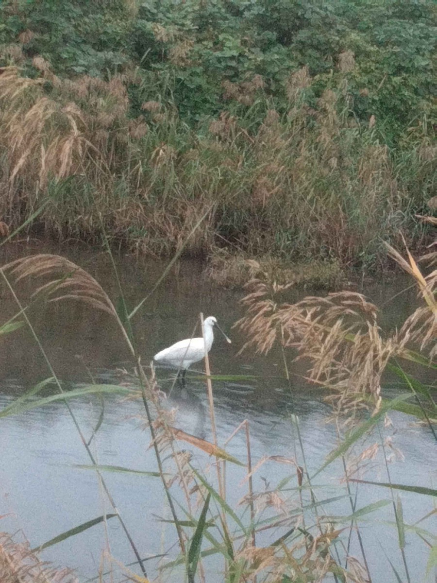 kolpík bílý - ML626304651