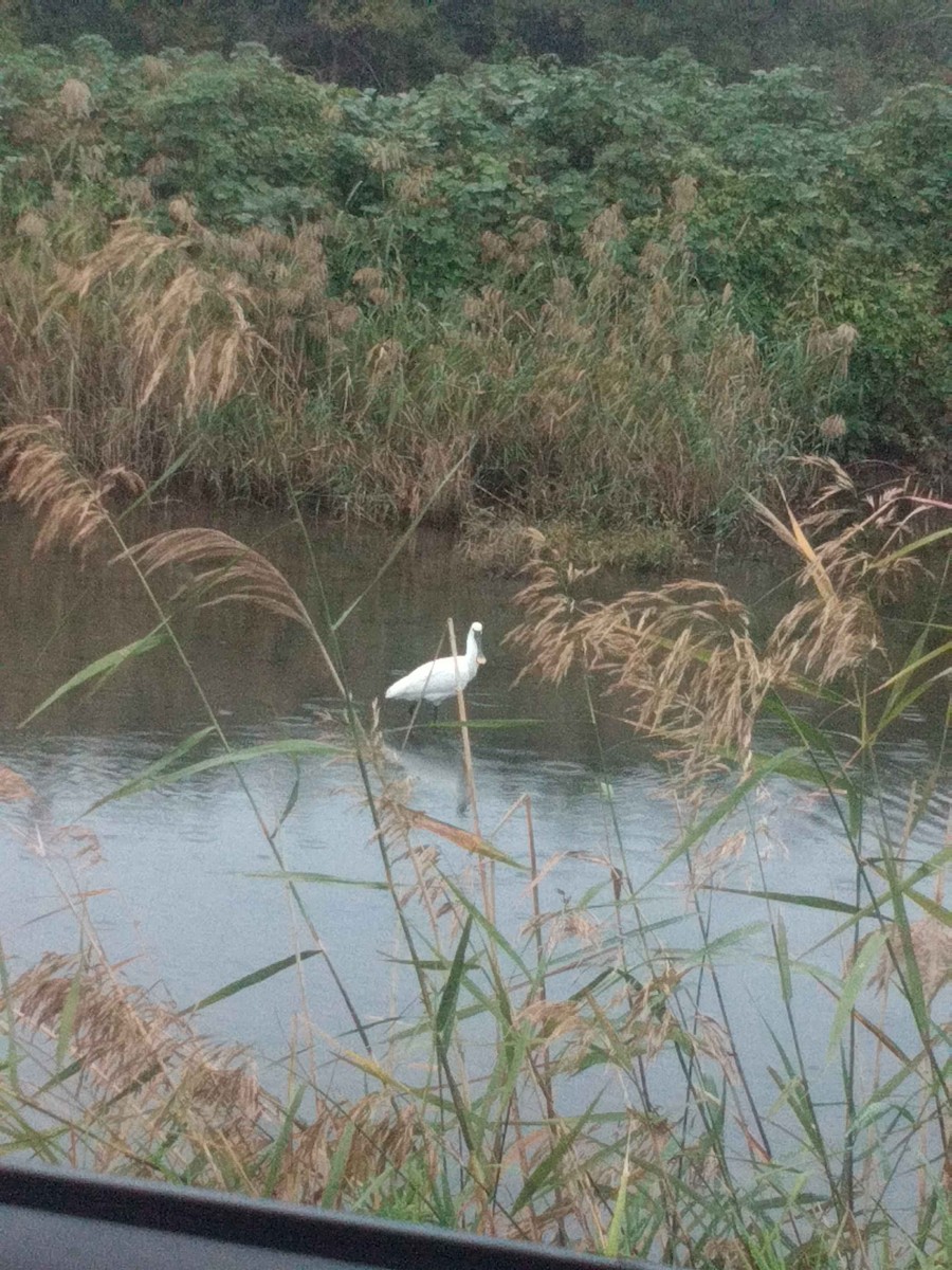 kolpík bílý - ML626304652