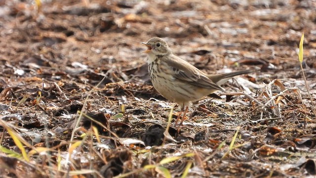 American Pipit - ML626304898
