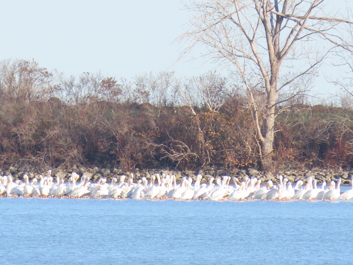 American White Pelican - ML626304944