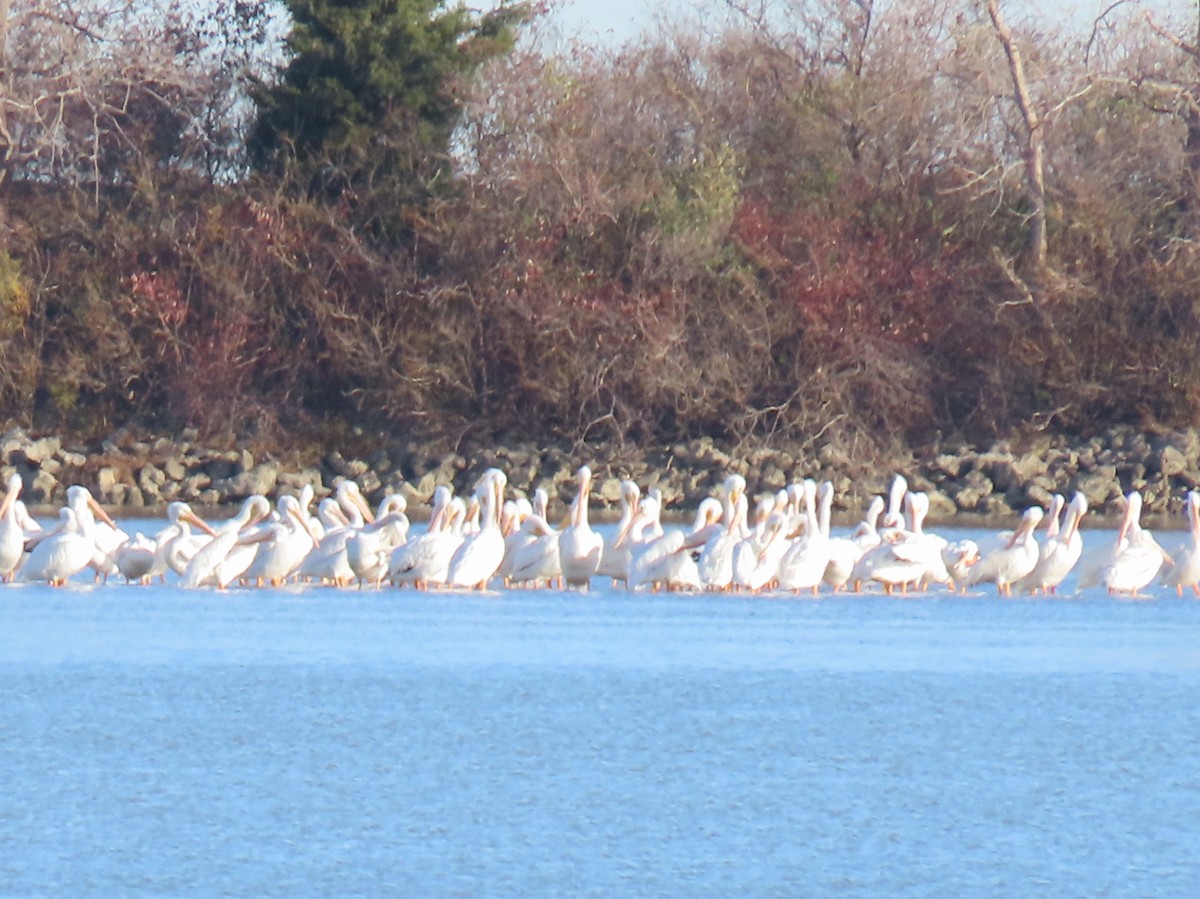 American White Pelican - ML626304945