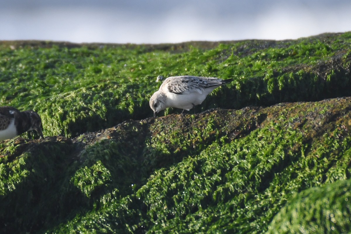 Sanderling - ML626304999
