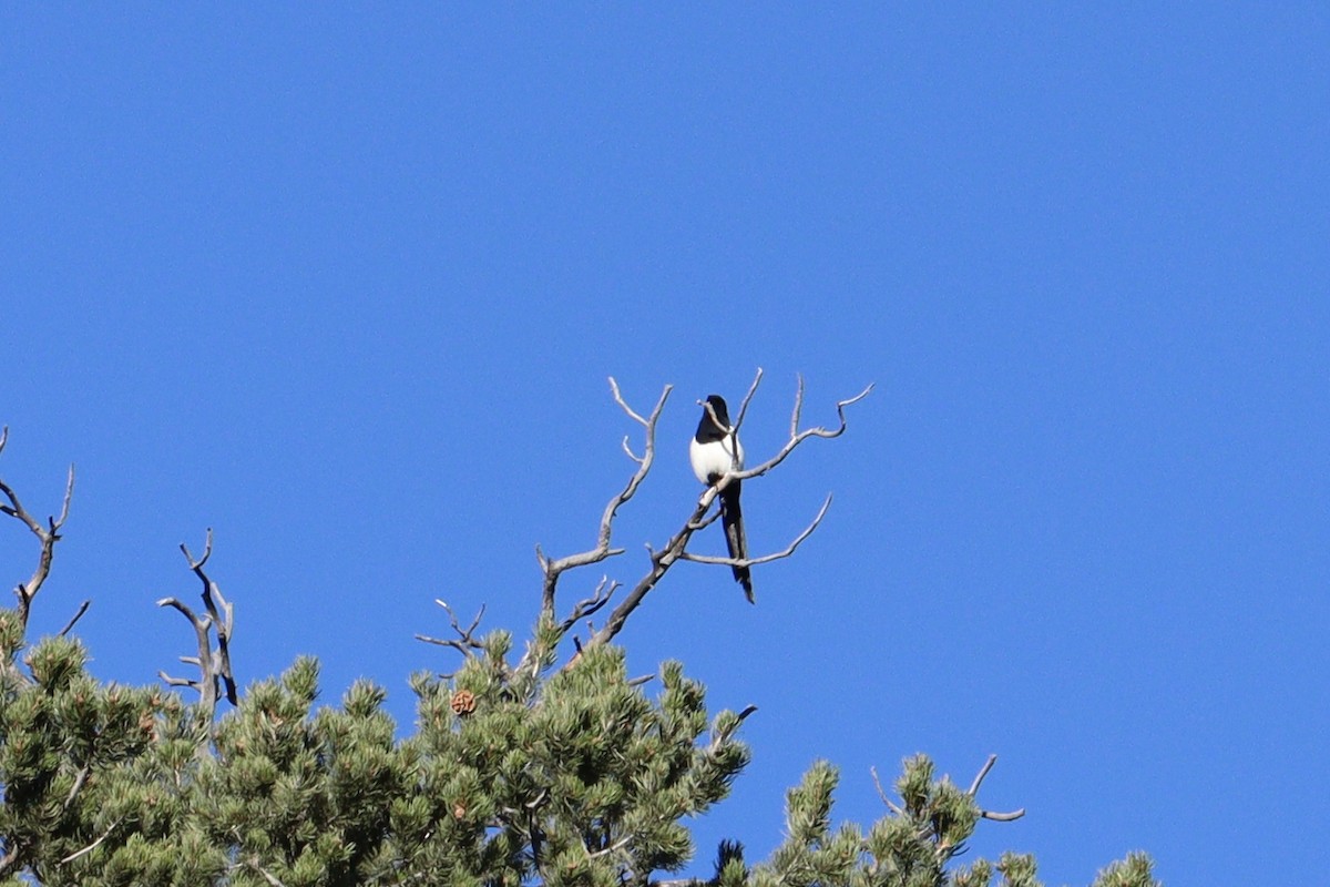 Black-billed Magpie - ML626305101