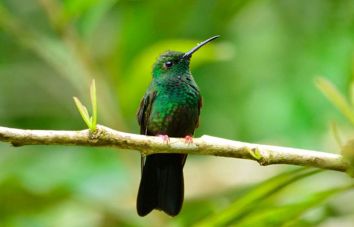 Bronze-tailed Plumeleteer - ML626305327