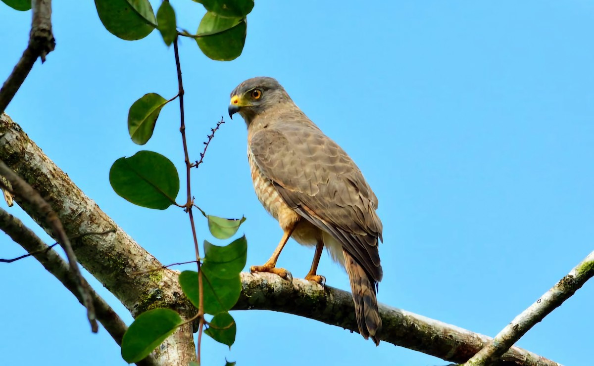 Roadside Hawk - ML626305332