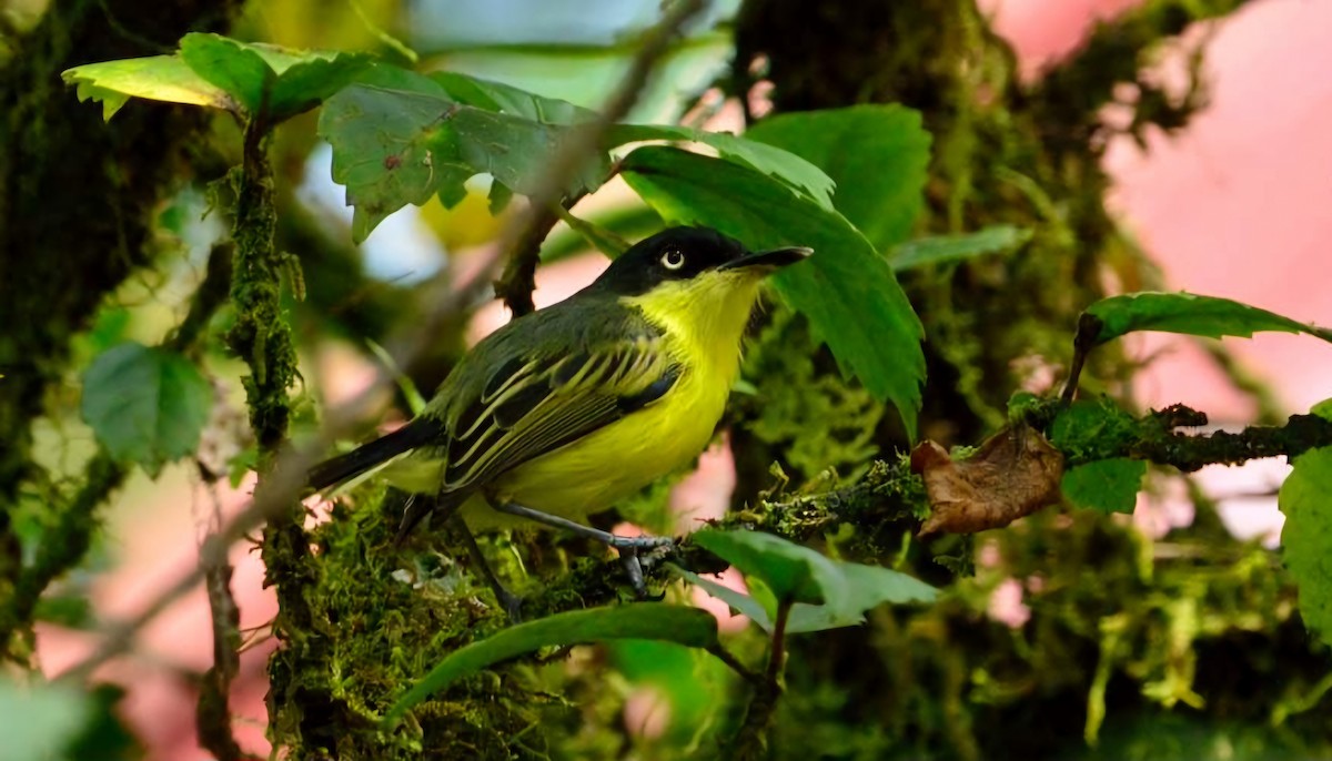 Common Tody-Flycatcher - ML626305334