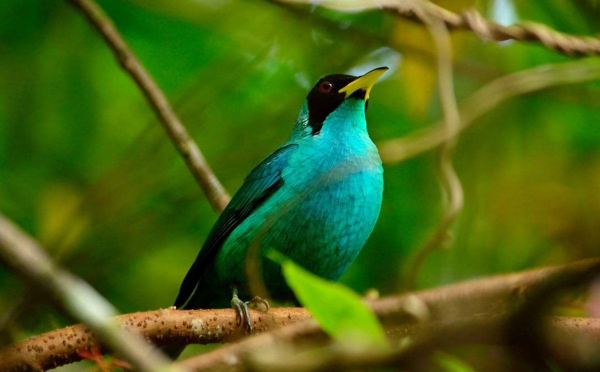 Green Honeycreeper - ML626305341