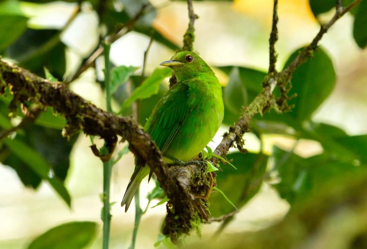 Green Honeycreeper - ML626305346
