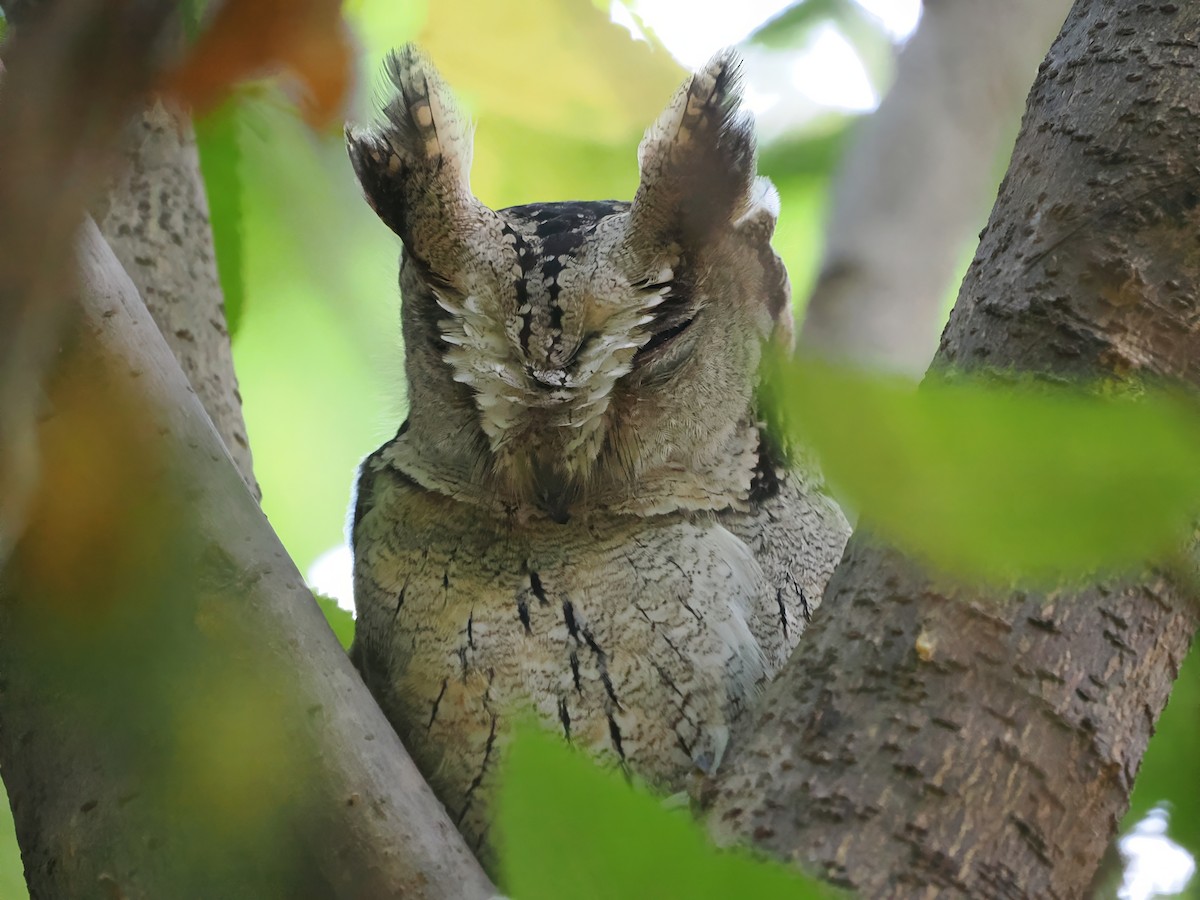 Indian Scops-Owl - ML626305501