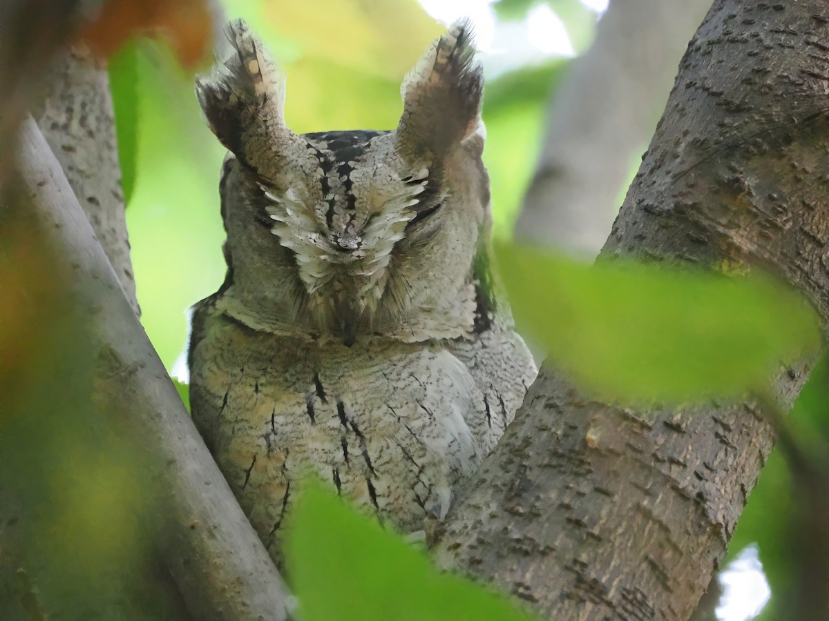 Indian Scops-Owl - ML626305502