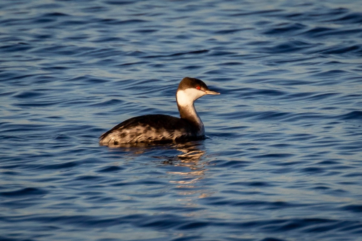 potápka žlutorohá - ML626305529