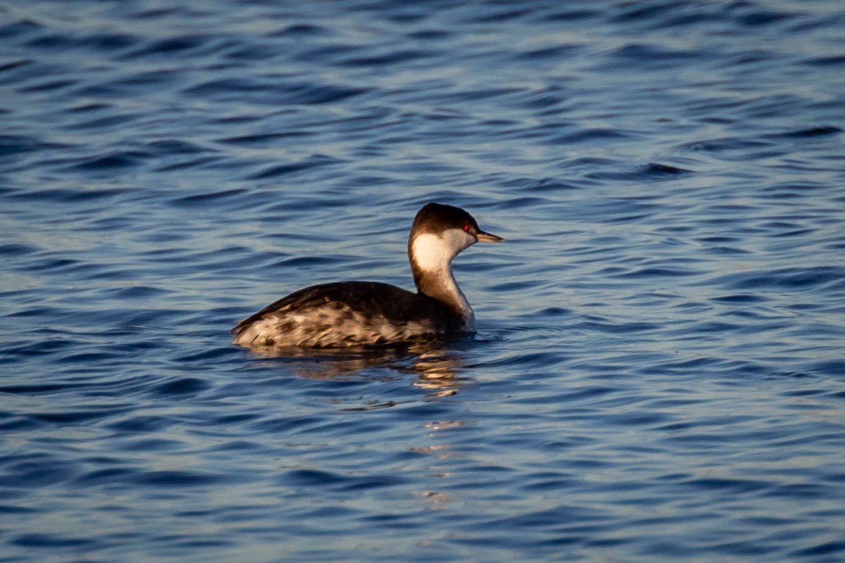 potápka žlutorohá - ML626305530