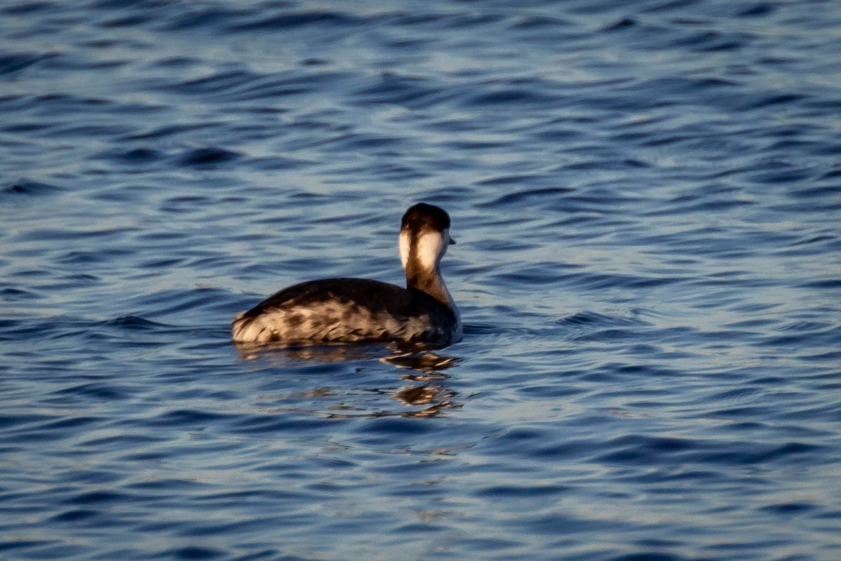 potápka žlutorohá - ML626305531