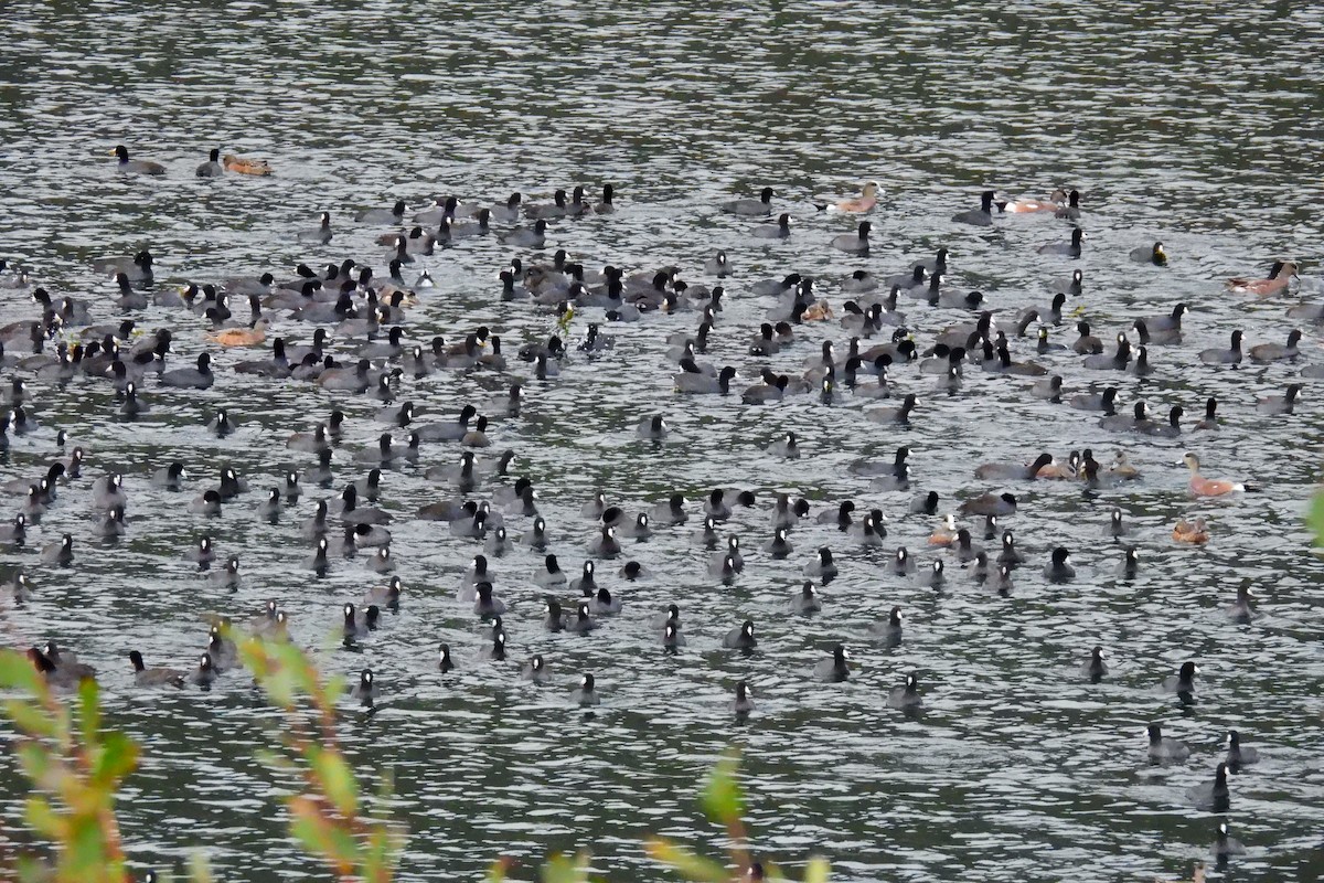American Coot - ML626305548