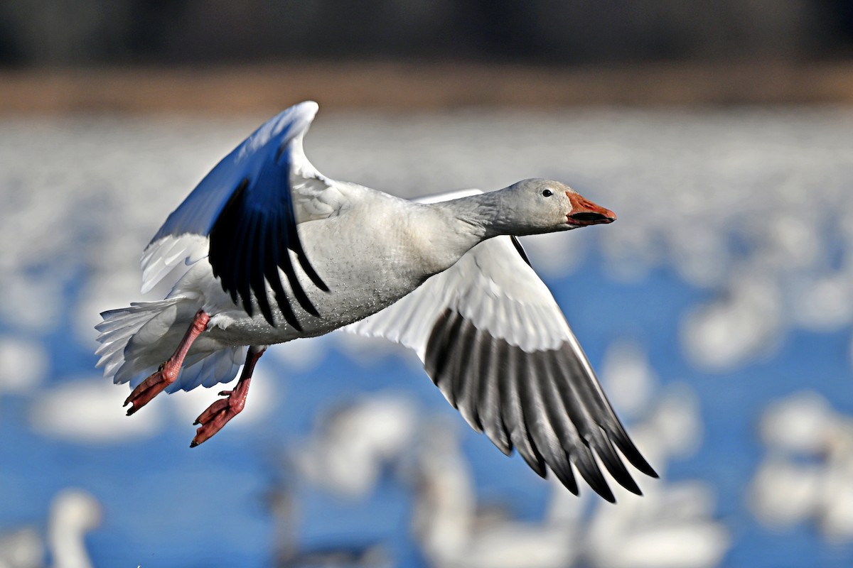 Snow Goose - ML626306071