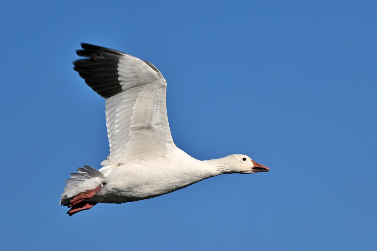 Snow Goose - ML626306072