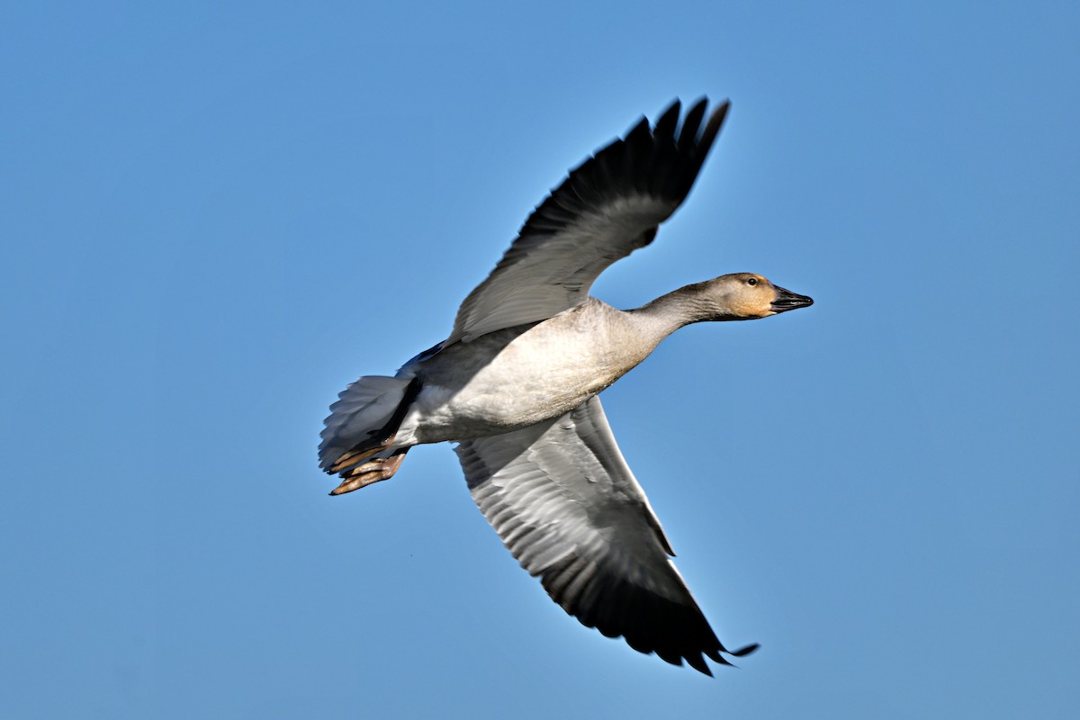 Snow Goose - ML626306073