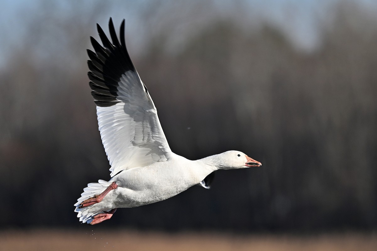 Snow Goose - ML626306074