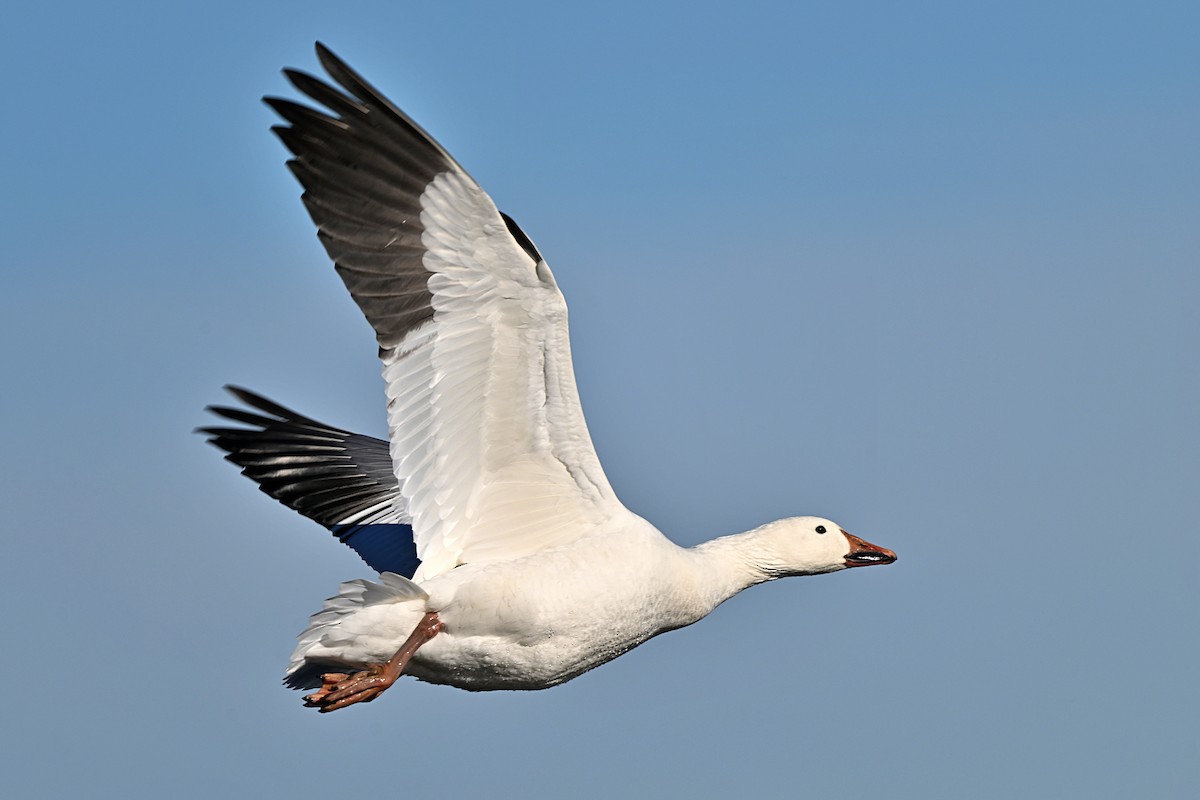 Snow Goose - ML626306075