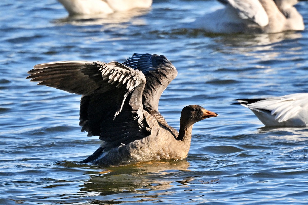 Greater White-fronted Goose - ML626306173