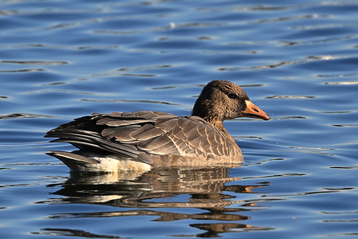 Greater White-fronted Goose - ML626306174