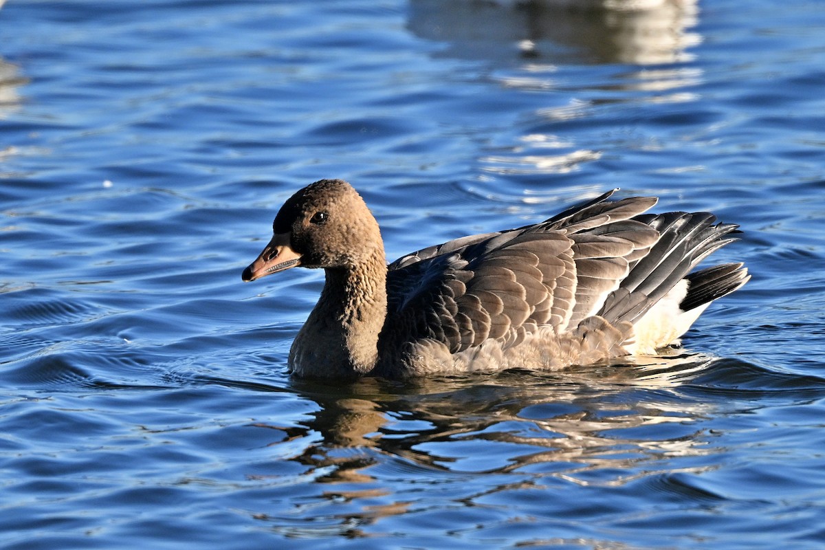 Greater White-fronted Goose - ML626306175