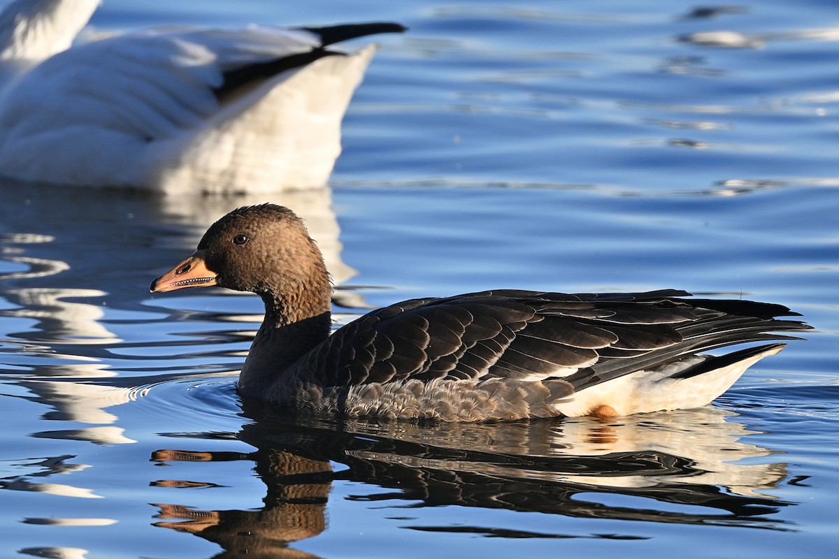 Greater White-fronted Goose - ML626306176