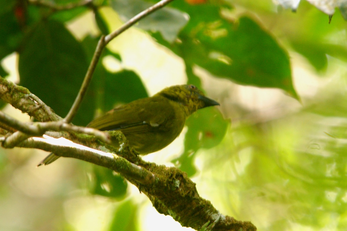Yellow-lored Tanager - ML626306324