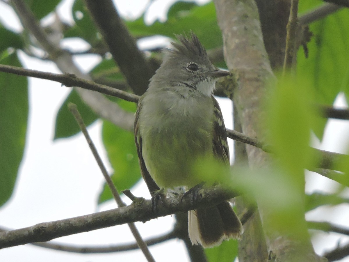 Yellow-bellied Elaenia - ML62630641