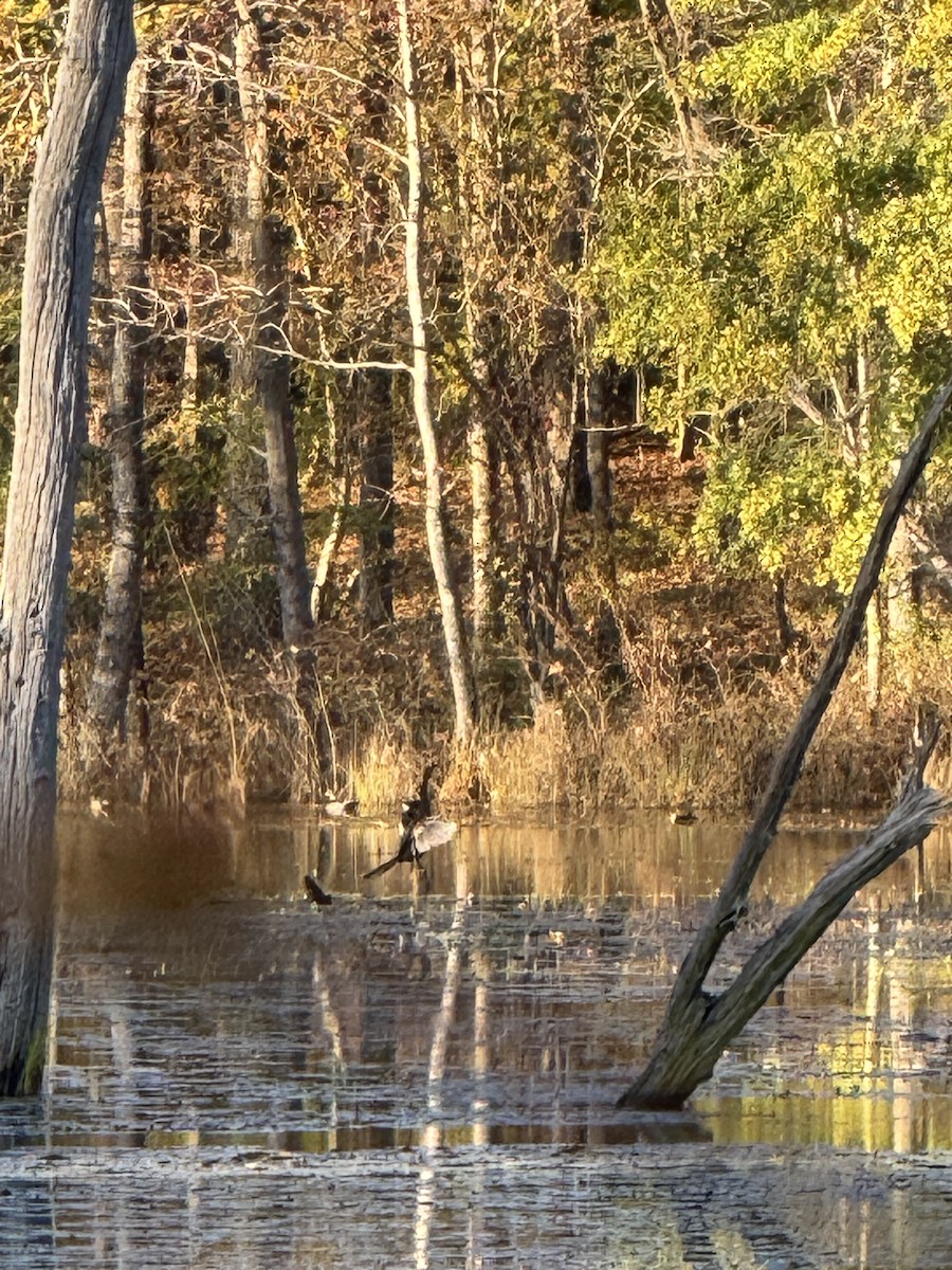 Anhinga - ML626306778