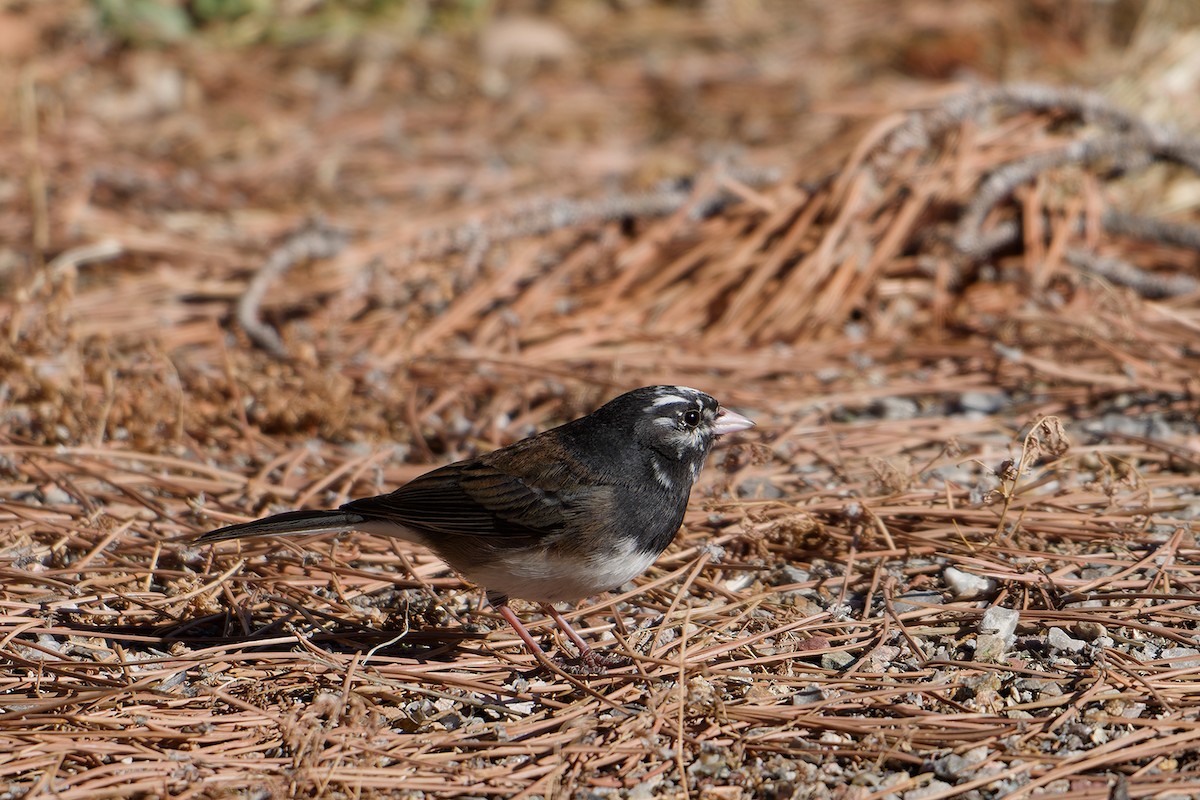 Dark-eyed Junco - ML626306799