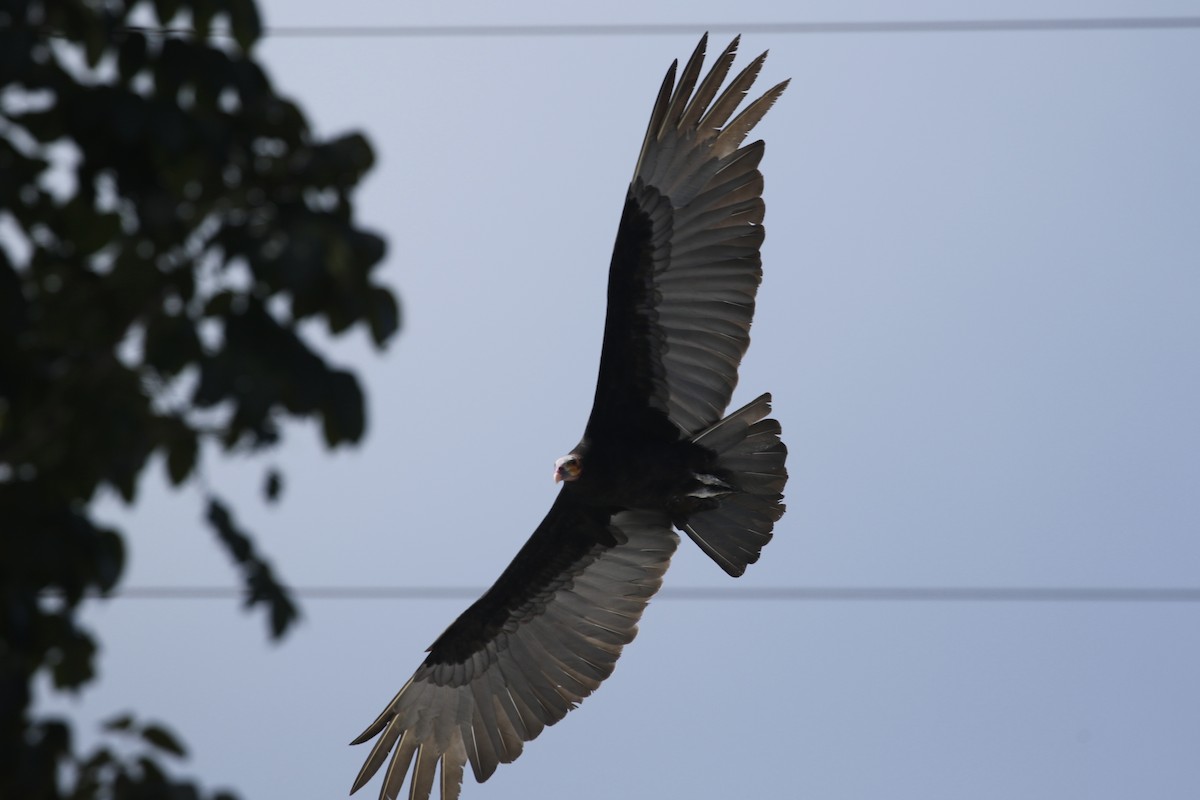 Lesser Yellow-headed Vulture - ML626306865