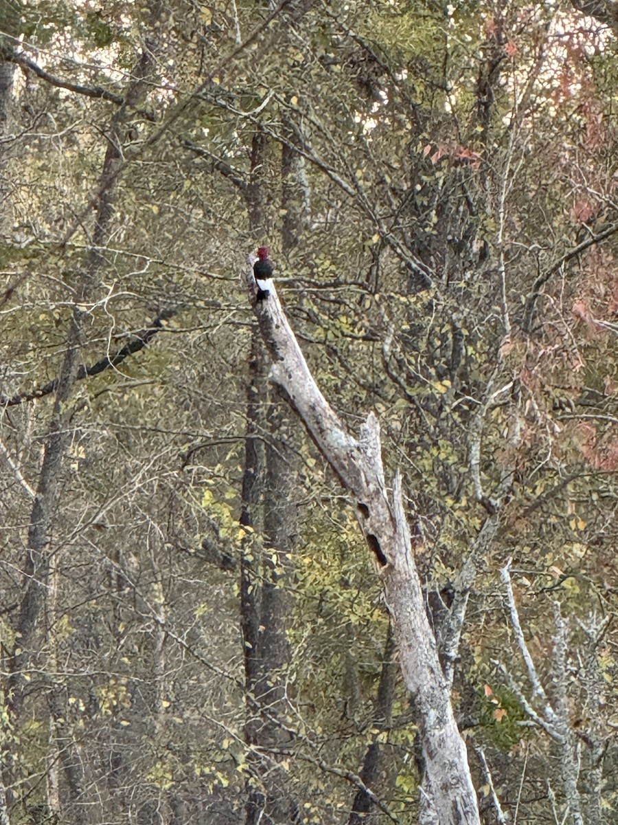 Red-headed Woodpecker - ML626306967