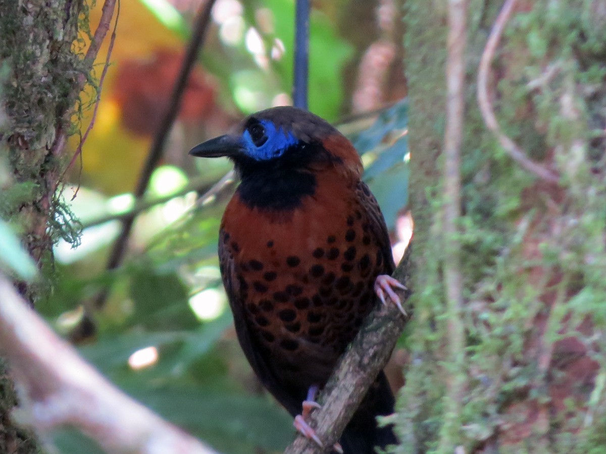 Ocellated Antbird - ML626307023