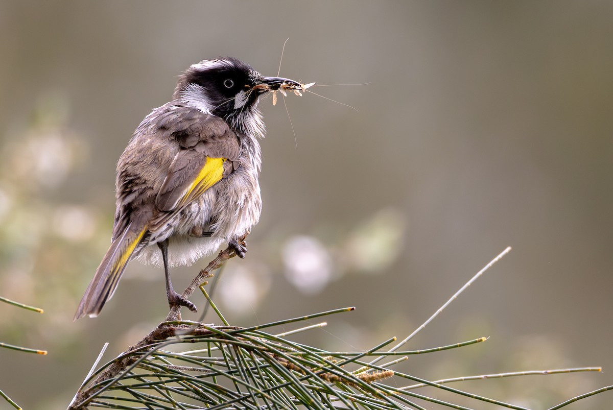 New Holland Honeyeater - ML626307041
