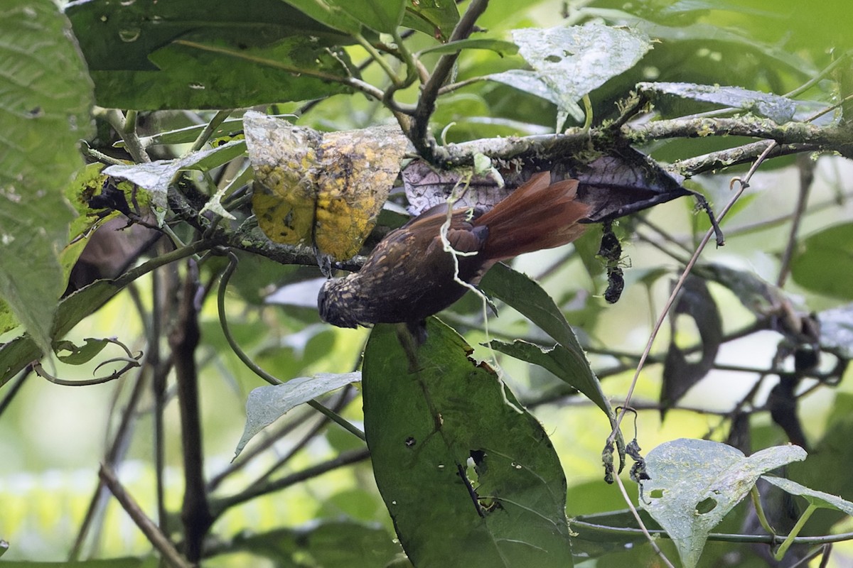 Rusty-winged Barbtail - ML626307231