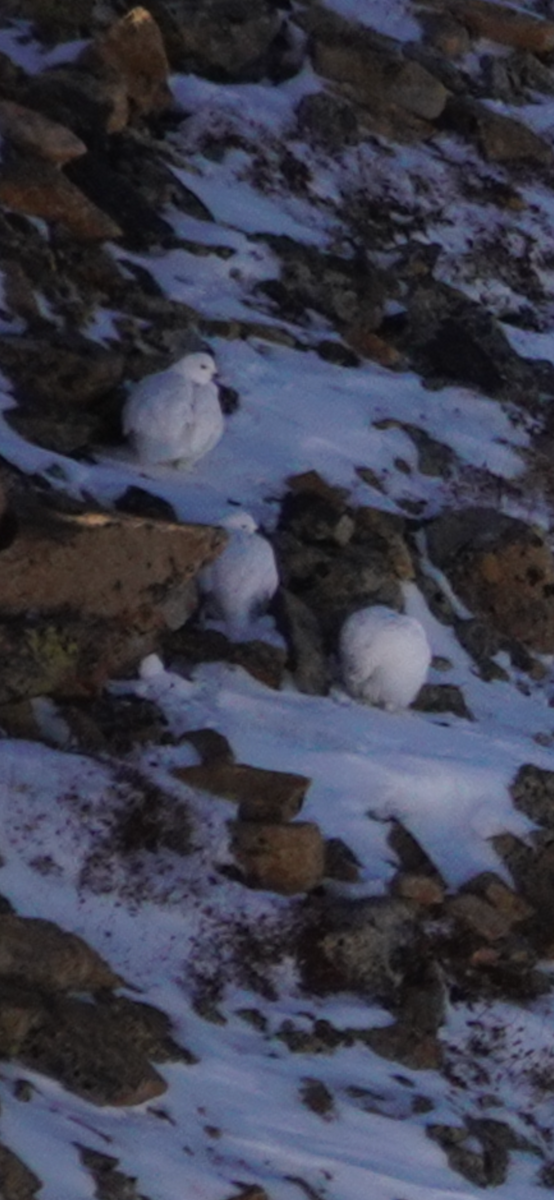 White-tailed Ptarmigan - ML626307279