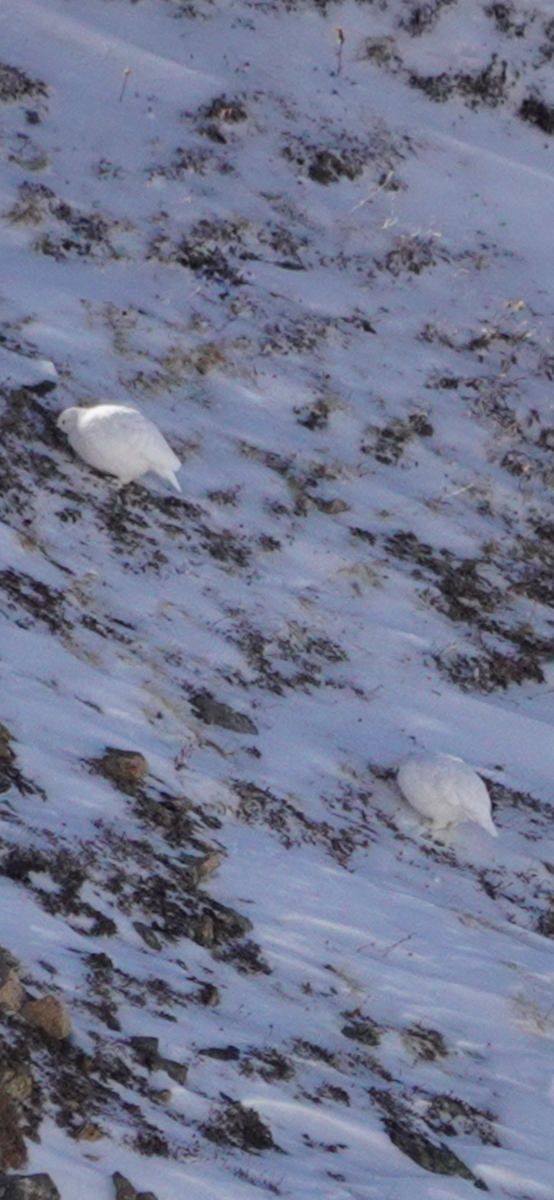 White-tailed Ptarmigan - ML626307280