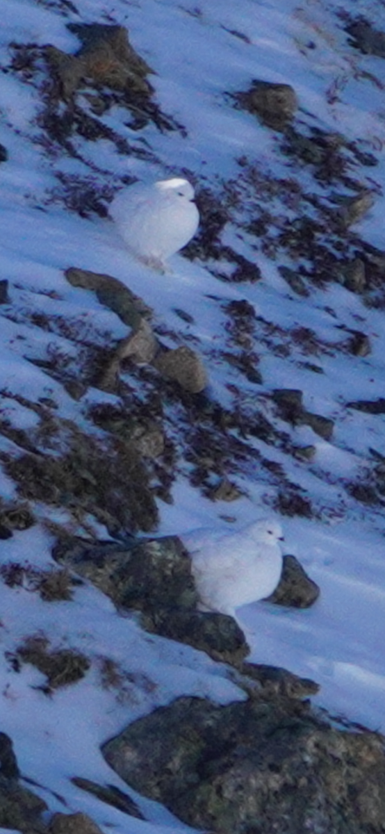 White-tailed Ptarmigan - ML626307296